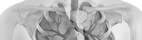 3D illustration related to pulmonology, showing the ribcage and organs in the thoracic cavity.